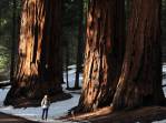 Junto a um imponente grupo de enormes sequoias no Sequoia National Park, na Califórnia - EUA